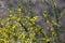 Bush with yellow flowers. Shallow depth of field. tinted