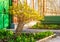 Bush of yellow forsythia flowers against the wall with window and bench.