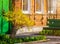 Bush of yellow forsythia flowers against the wall with window and bench.