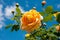 Bush yellow garden roses Golden Celebration against  blue sky