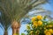 Bush of a Yellow Hibiscus Flowers in front of a palm trees