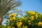 Bush of a Yellow Hibiscus Flowers in front of a palm trees