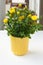 Bush of yellow roses in a pot