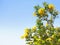 A Bush of yellow tropical flowers against blue sky