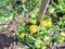 bush with yellow unripe tomato fruits near stake