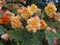 Bush of yellowish pink roses with blured flowers and green leaves on background