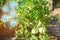 Bush young green tomato growing on branches. farming, agriculture, vegetables, eco-friendly agricultural products, agroindustry, I
