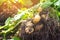 a bush of young yellow potatoes, harvesting, fresh vegetables, agro-culture, farming, close-up, good harvest, detox, vegetarian