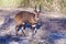 Bushbuck