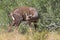 Bushbuck