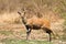 Bushbuck