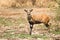 Bushbuck