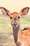 Bushbuck