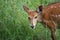 Bushbuck (African Deer) Doe