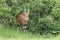 Bushbuck in the african savannah.