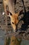 Bushbuck antelope