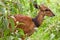 Bushbuck antelope with fly around his head