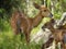 Bushbuck with baby