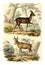 The Bushbuck, Bubale, vintage engraving