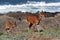 Bushbuck and calve 2