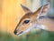 Bushbuck cute face