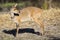 Bushbuck doe walking along the edge of pond eating grass