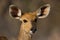 Bushbuck ewe