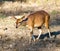 Bushbuck ewe on Kruger Park approaching a waterhole