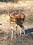 Bushbuck ewe in Kruger Park approaching a waterhole