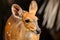 Bushbuck ewe in a South African wildlife reserve