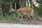 Bushbuck ewe (Tragelaphus sylvaticus