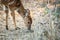 Bushbuck grazing in the Kruger.