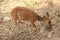 Bushbuck grazing in the Kruger National Park, South Africa