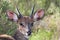 Bushbuck Infested with Ticks