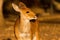 Bushbuck Looking A-glow