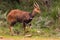 Bushbuck portrait. Aberdare