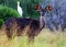 Bushbuck in South Africa