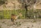 Bushbuck standing in the riverbank in Kruger Park