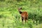 Bushbuck, Tanzania