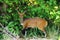 Bushbuck (Tragelaphus scriptus)