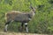 Bushbuck {Tragelaphus Scriptus}