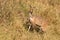 Bushbuck (Tragelaphus scriptus)