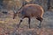 Bushbuck (Tragelaphus scriptus)