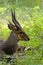 Bushbuck (Tragelaphus Scriptus)