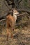 Bushbuck {Tragelaphus Scriptus} ewe