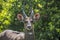 Bushbuck at Tsitsikamma