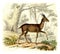 The Bushbuck, vintage engraving