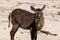 Bushbuck at the wetlands at chobe river in Botswana in africa