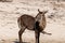 Bushbuck at the wetlands at the chobe river in Botswana in africa