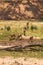 Bushbucks Drinking at River in Savannah of South Africa, Kruger Park